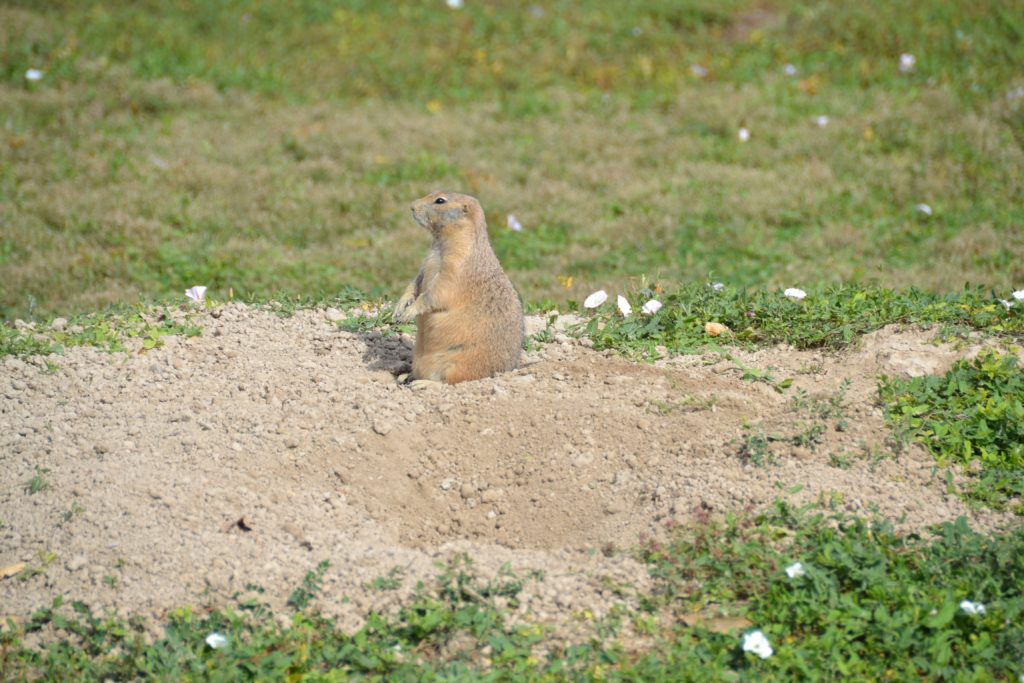 dsc_1199